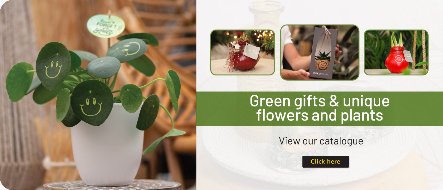 wbs_promo_plants_update_eng.jpg